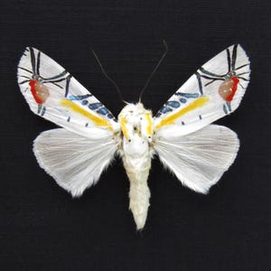 珍しいスズメガの額入り標本 - Deilephila askoldensis - メス - Etsy 日本