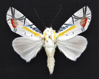 珍しいスズメガの額入り標本 - Deilephila askoldensis - メス - Etsy 日本