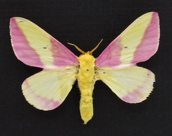 欧州のゼブラ柄ピンクスズメガ　ペア　昆虫　標本 蛾 珍しいスズメガの額入り標本 - Deilephila askoldensis - メス - Etsy 日本