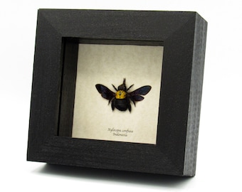 本物の大型メキシコクマバチの剥製 - Xylocopa mexicanorum - Etsy 日本