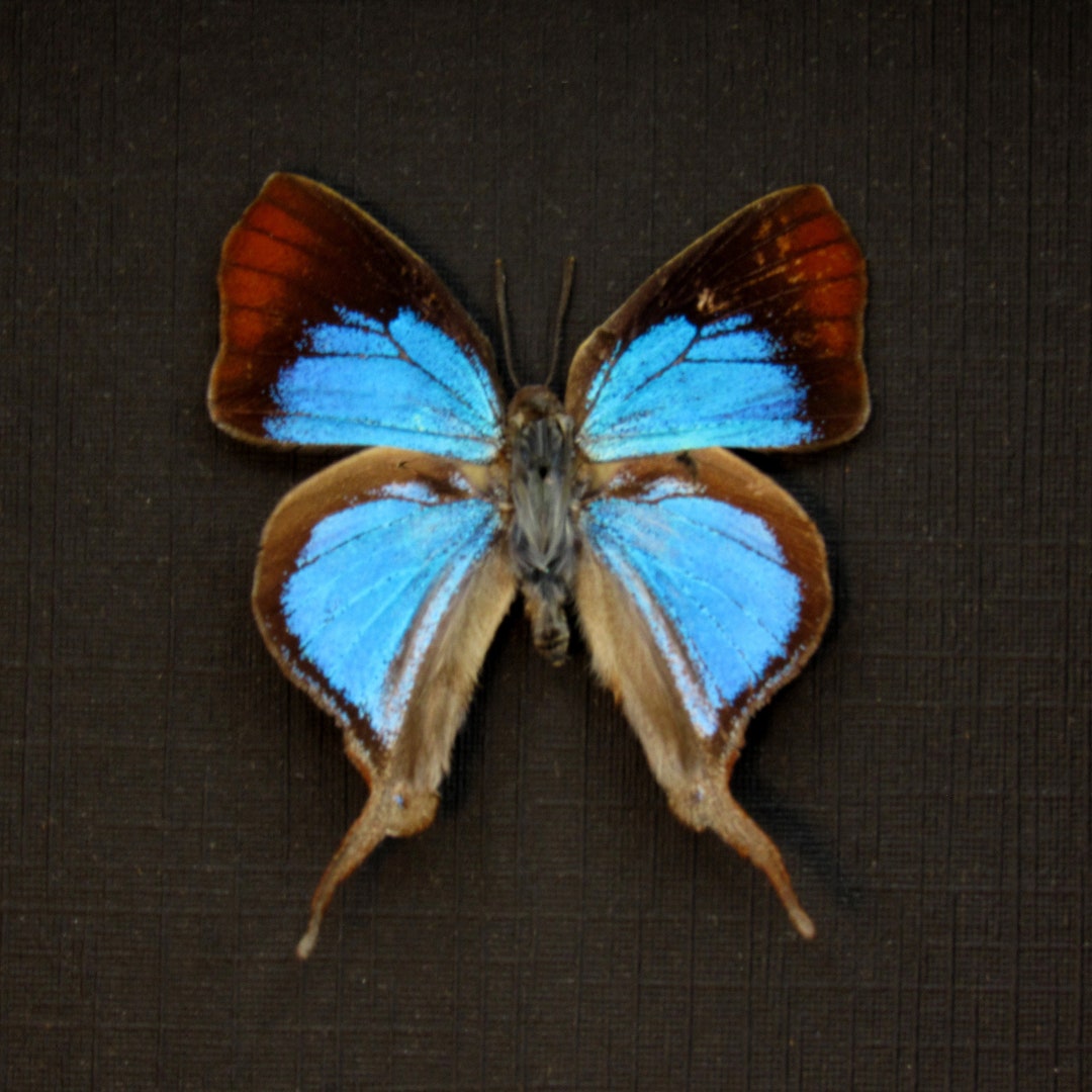 Real Fig Tree Blue Butterfly Framed Taxidermy Myrina Silenus Etsy