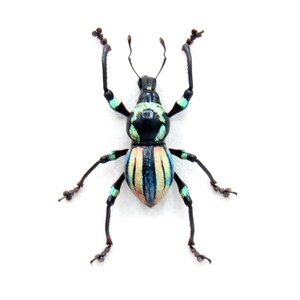 Rare weevil beetle framed specimen - Metapocyrtus species
