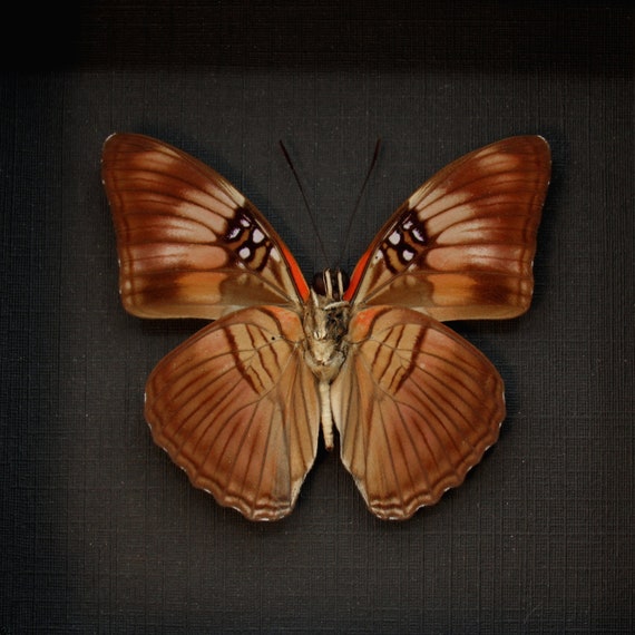 sister real insect 