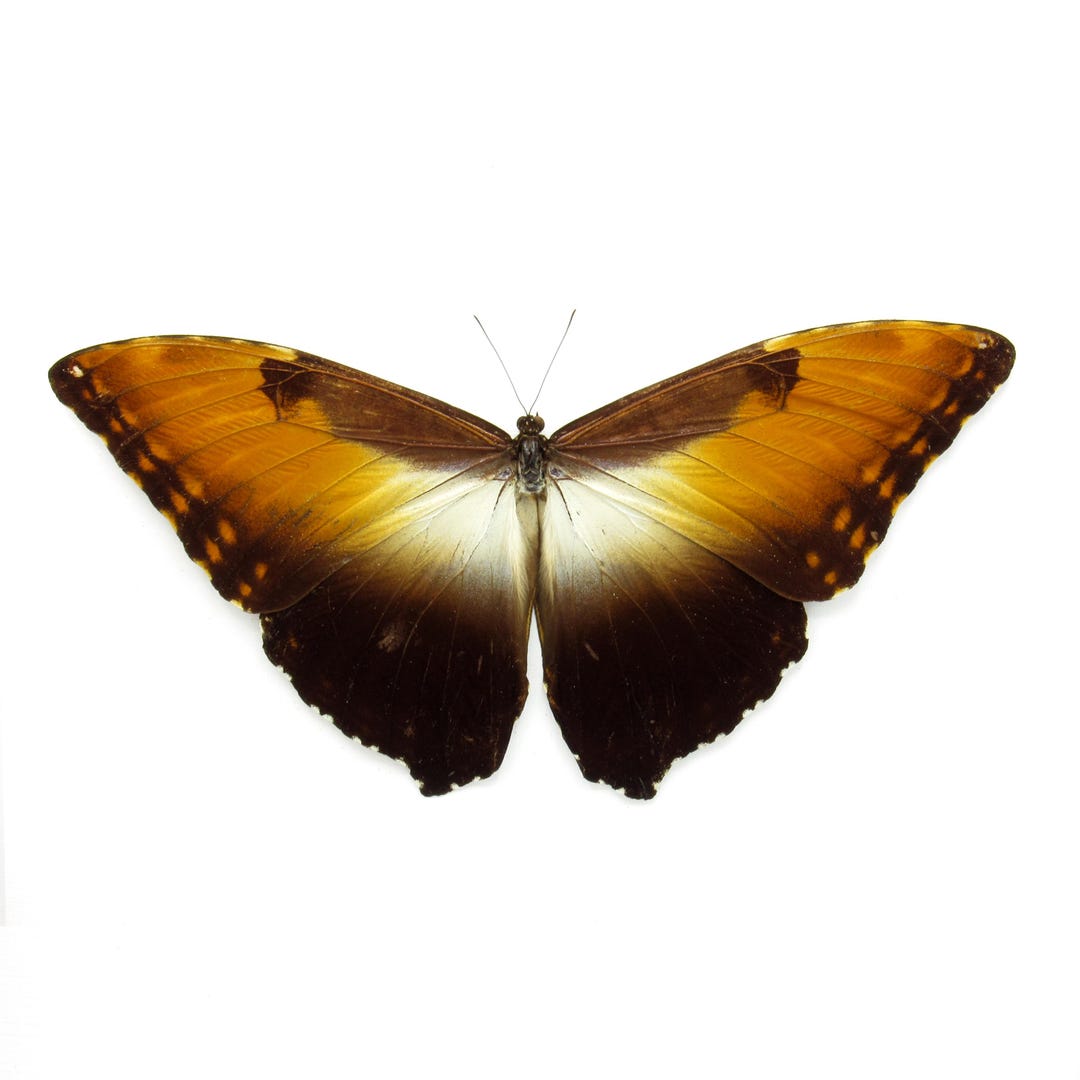 il_1080xN.6468162652_rjbs.jpg