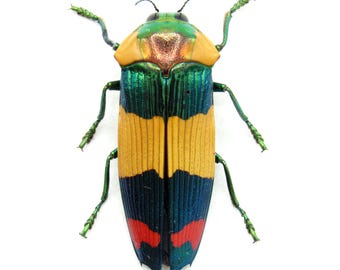 Calodema suhandae。タマムシ。コガネムシ。タマムシ科。収集品