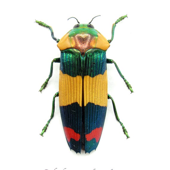 標本 West papua Calodema suhandae 44mm Very Rare Jewel Beetle Framed Specimen - Calodema Suhandae - Etsy