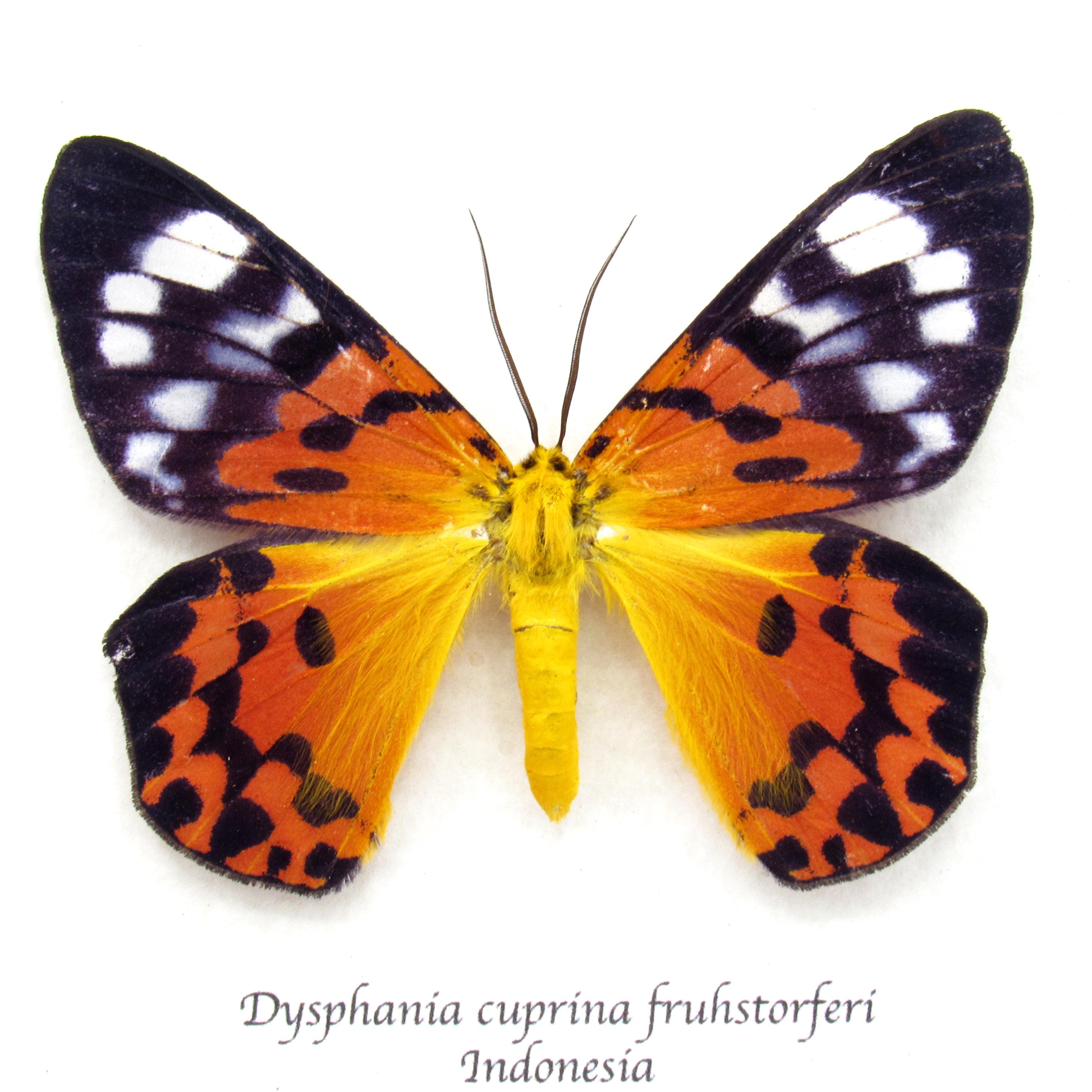 珍しいオレンジ色のニセタイガーモスの額入り剥製 - Dysphania cuprina