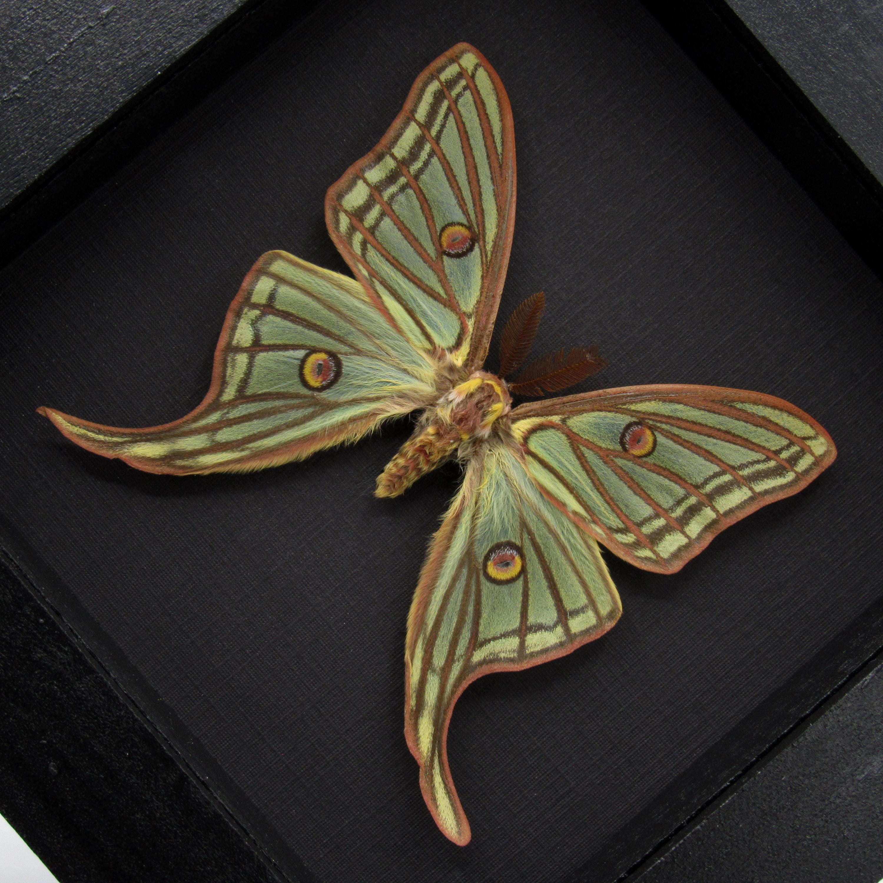 珍しい大型のスペイン産月蛾の剥製 - Graellsia isabellae - Etsy 日本