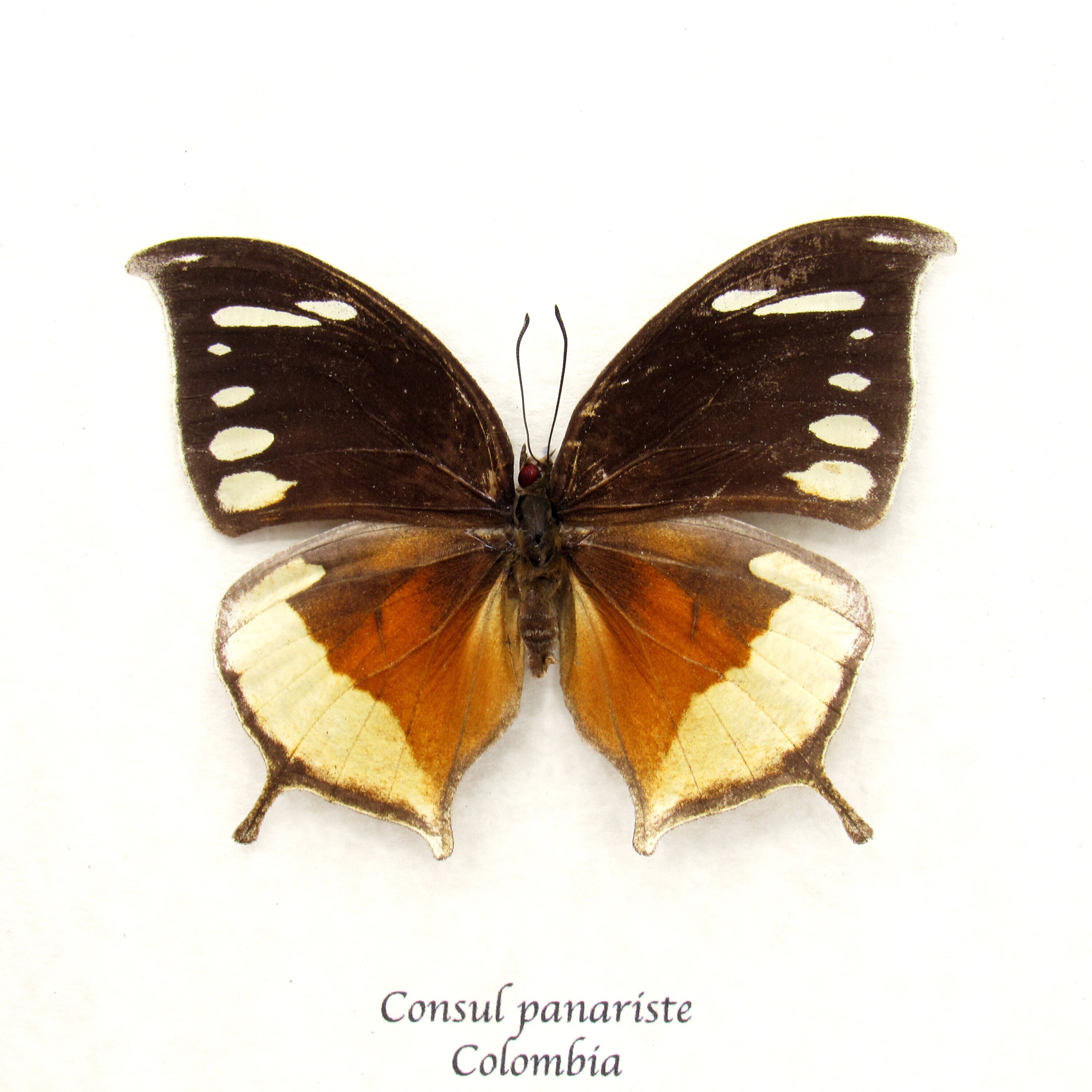 CuriousKingdomShop - Etsy 日本