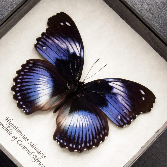 Real Violet Blue Diadem Butterfly Framed Taxidermy - Hypolimnas