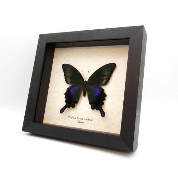 素敵な - 珍しい黒孔雀蝶の額入り剥製 Papilio メス - dehaani bianor 絵画