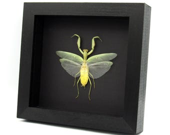 珍しいゴーストマンティスの額入り剥製 - Phyllocrania paradoxa