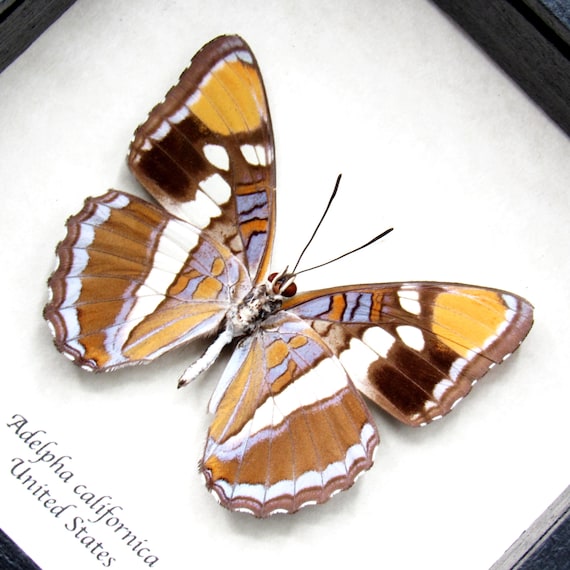 sister real insect Real Lavender California Sister Butterfly Framed Taxidermy Adelpha  Californica - Etsy