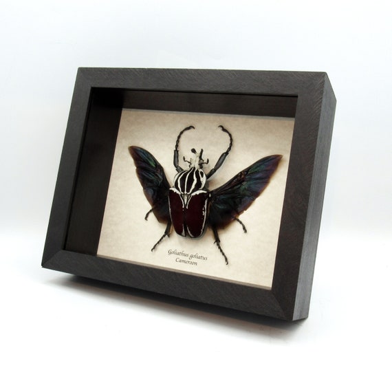 Very Large Real Flower Beetle Framed Taxidermy - Goliathus