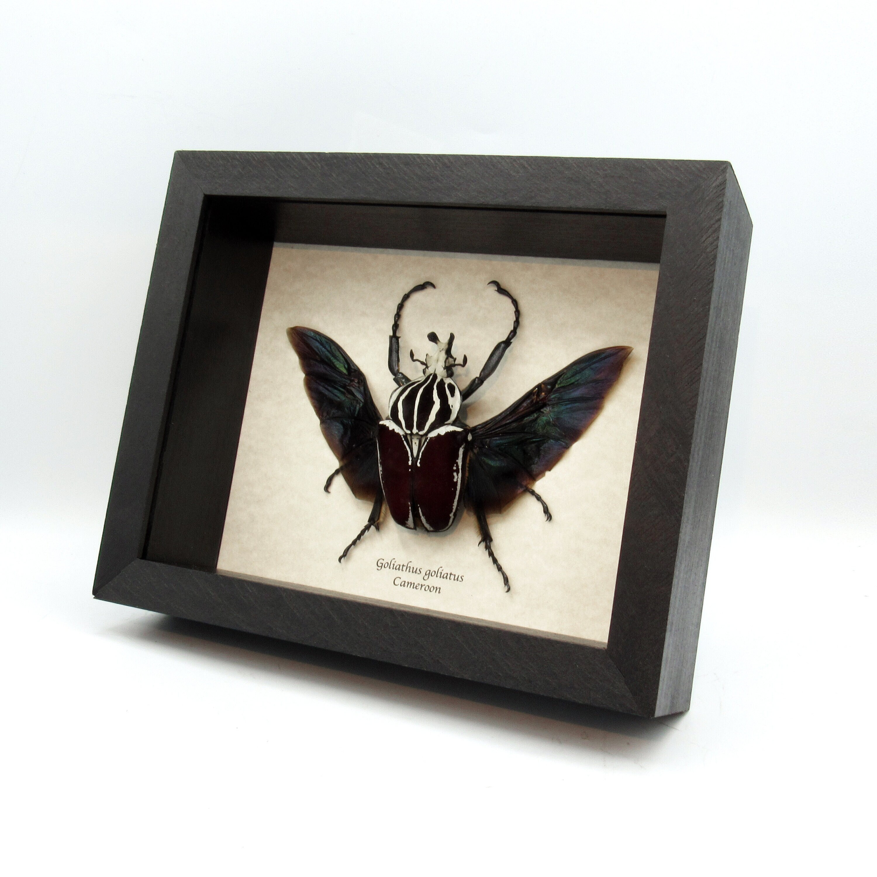 Very Large Real Flower Beetle Framed Taxidermy - Goliathus