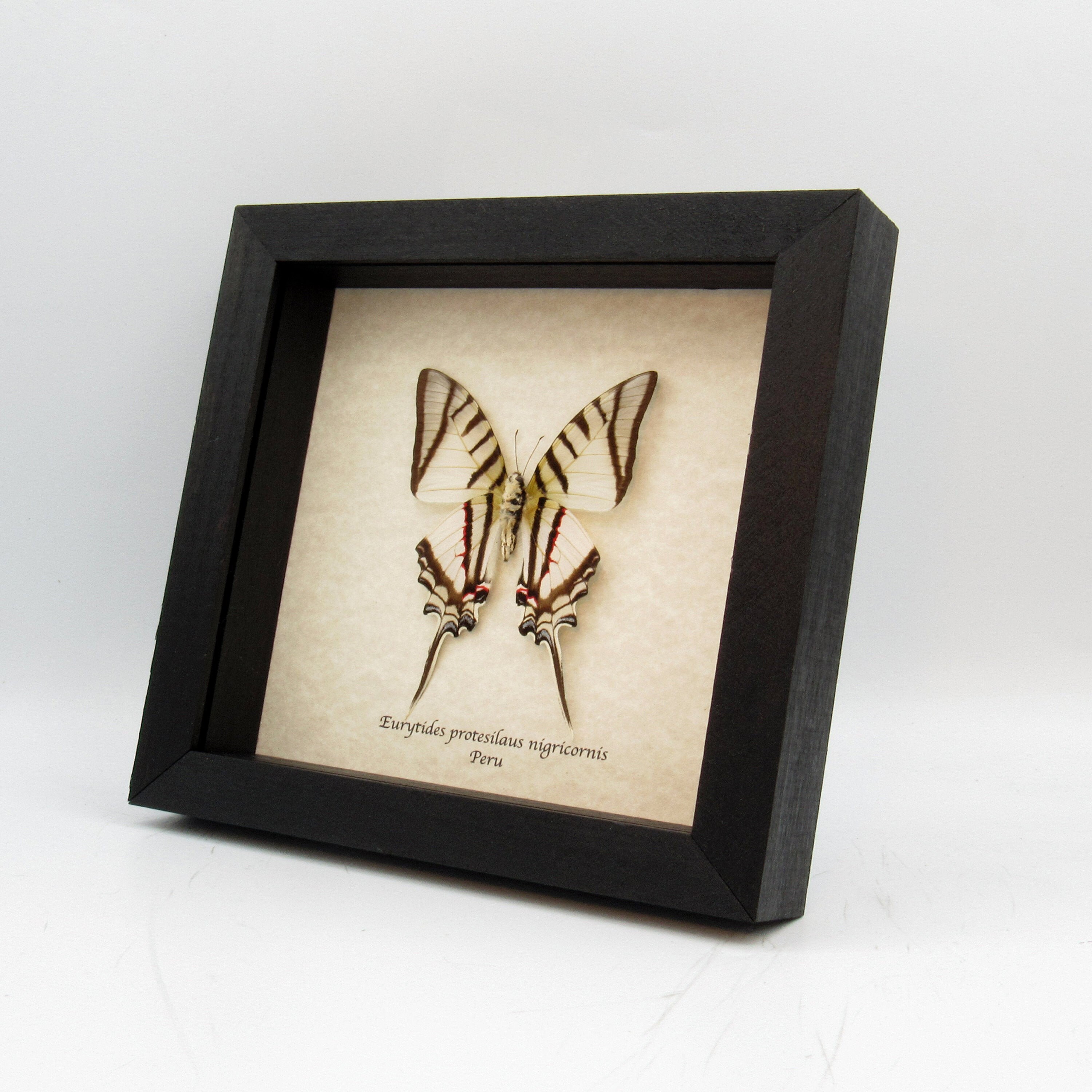 Real large beautiful framed Zebra Swordtail Butterfly! Real large beautiful framed Zebra Swordtail Butterfly!