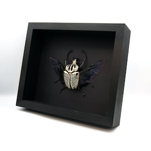 Real XXL Flower Beetle Framed Taxidermy - Goliathus Orientalis - Etsy