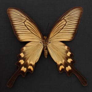 May include: A brown and tan butterfly with black markings on its wings. The butterfly is mounted on a black background.
