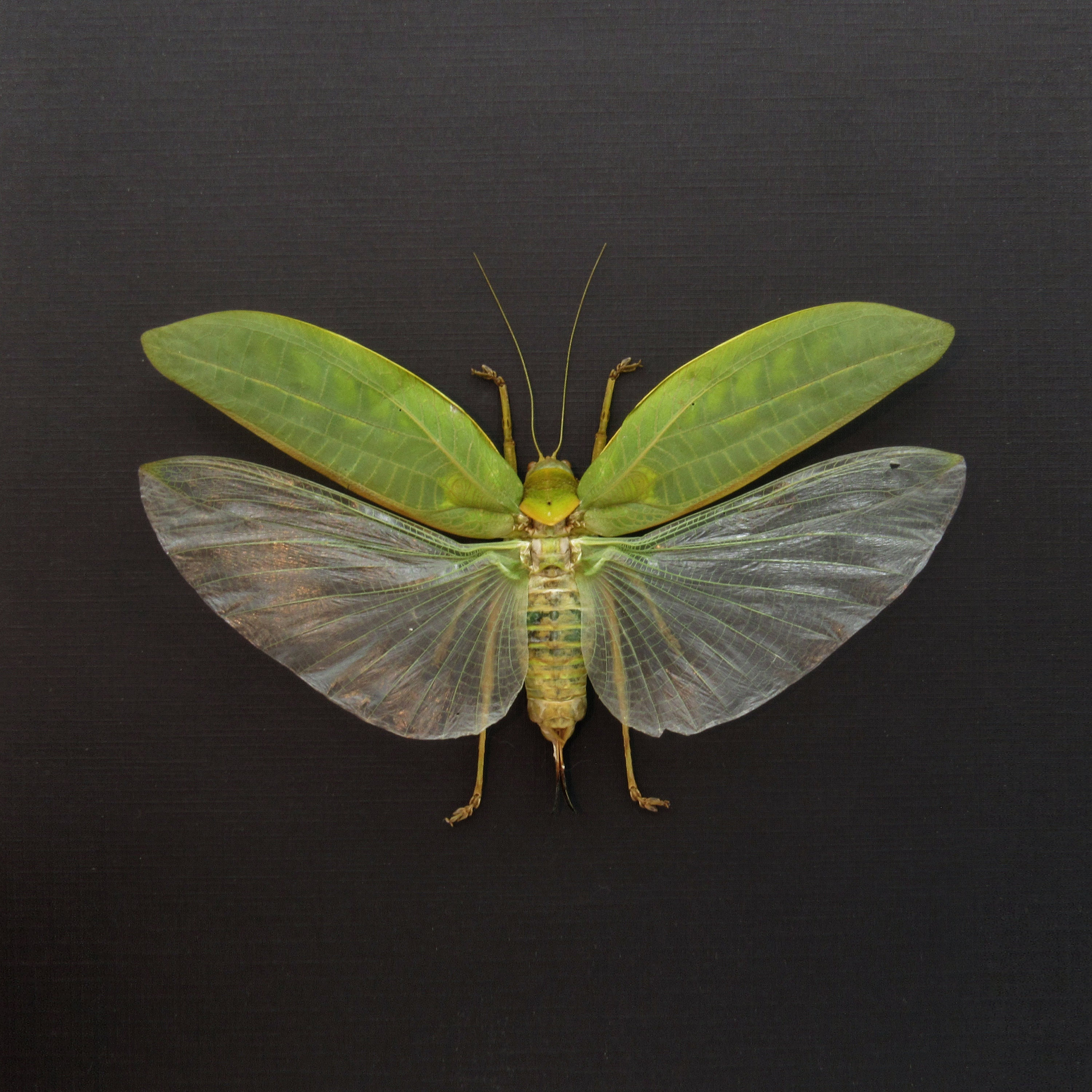Real Giant Bush Cricket Framed Taxidermy - Pseudophyllus