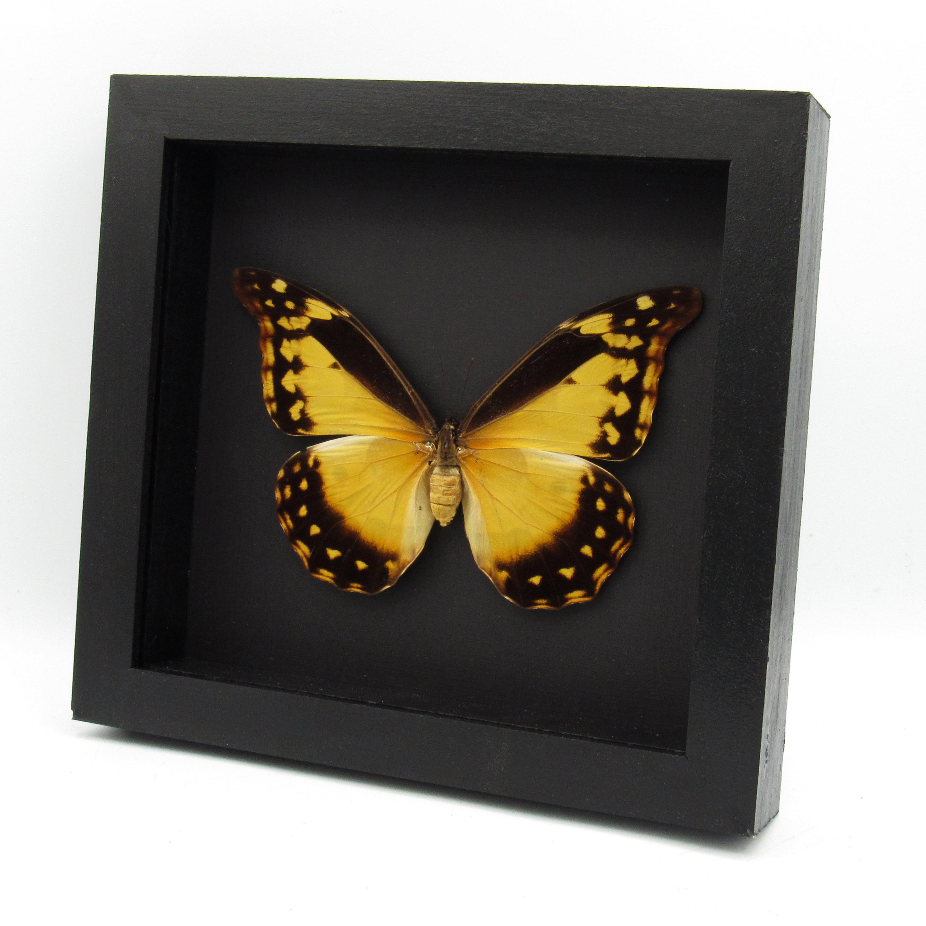 Rare XL Giant Yellow Morpho Butterfly Framed Taxidermy - Morpho