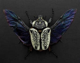 Rare Metallic Blue Morpho Butterfly Framed Taxidermy - Morpho