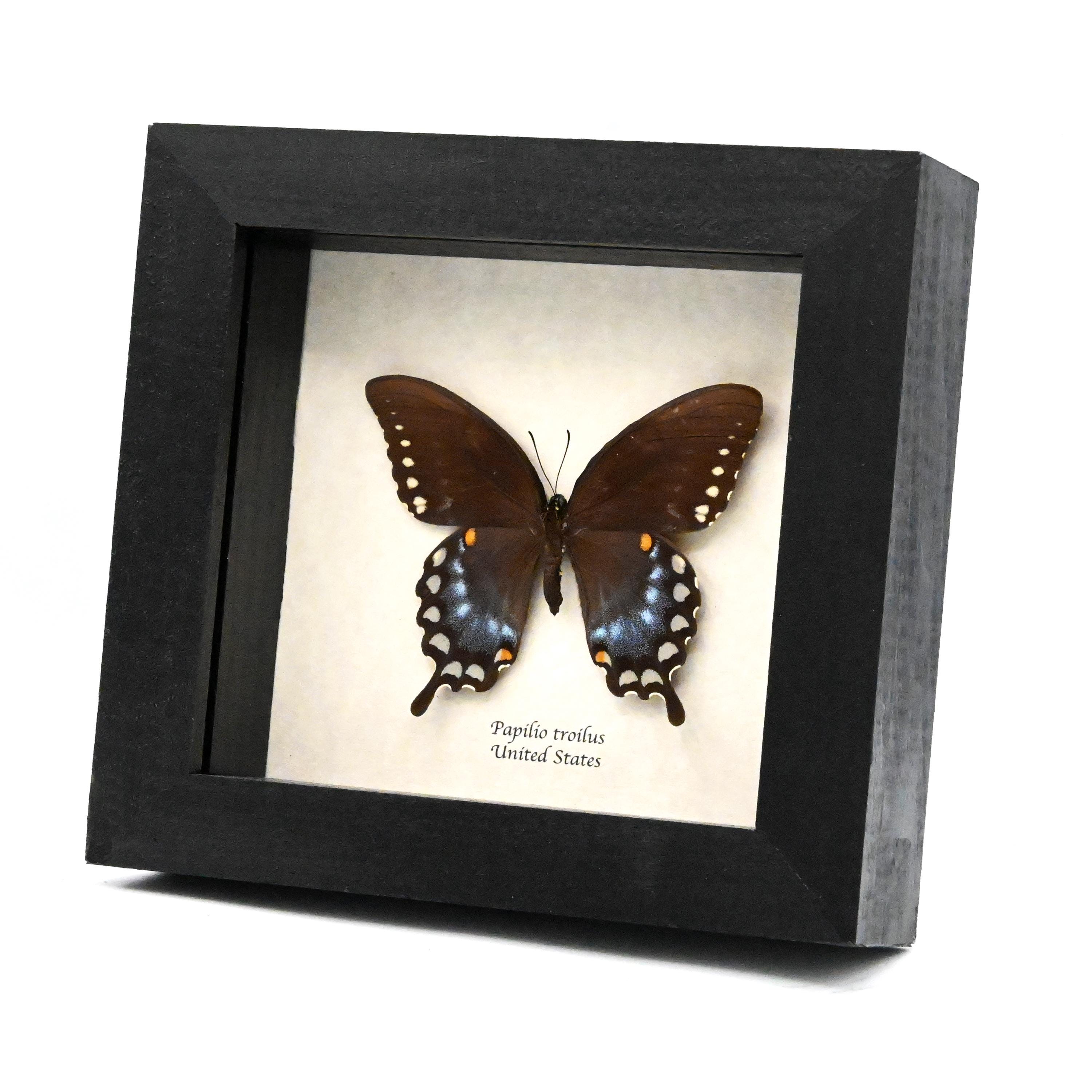 Real Spicebush Swallowtail Butterfly Framed Taxidermy - Papilio