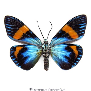 May include: A Eucorma intercisa moth with iridescent blue wings featuring black borders and vibrant orange bands. The insect has two thin, dark antennae, a segmented body, and a central thorax. The text Eucorma intercisa is printed below.