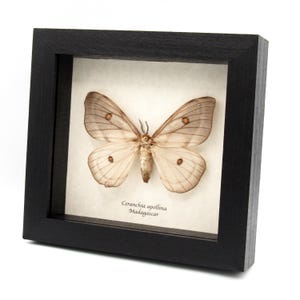 Ceranchia Apollina - Etsy