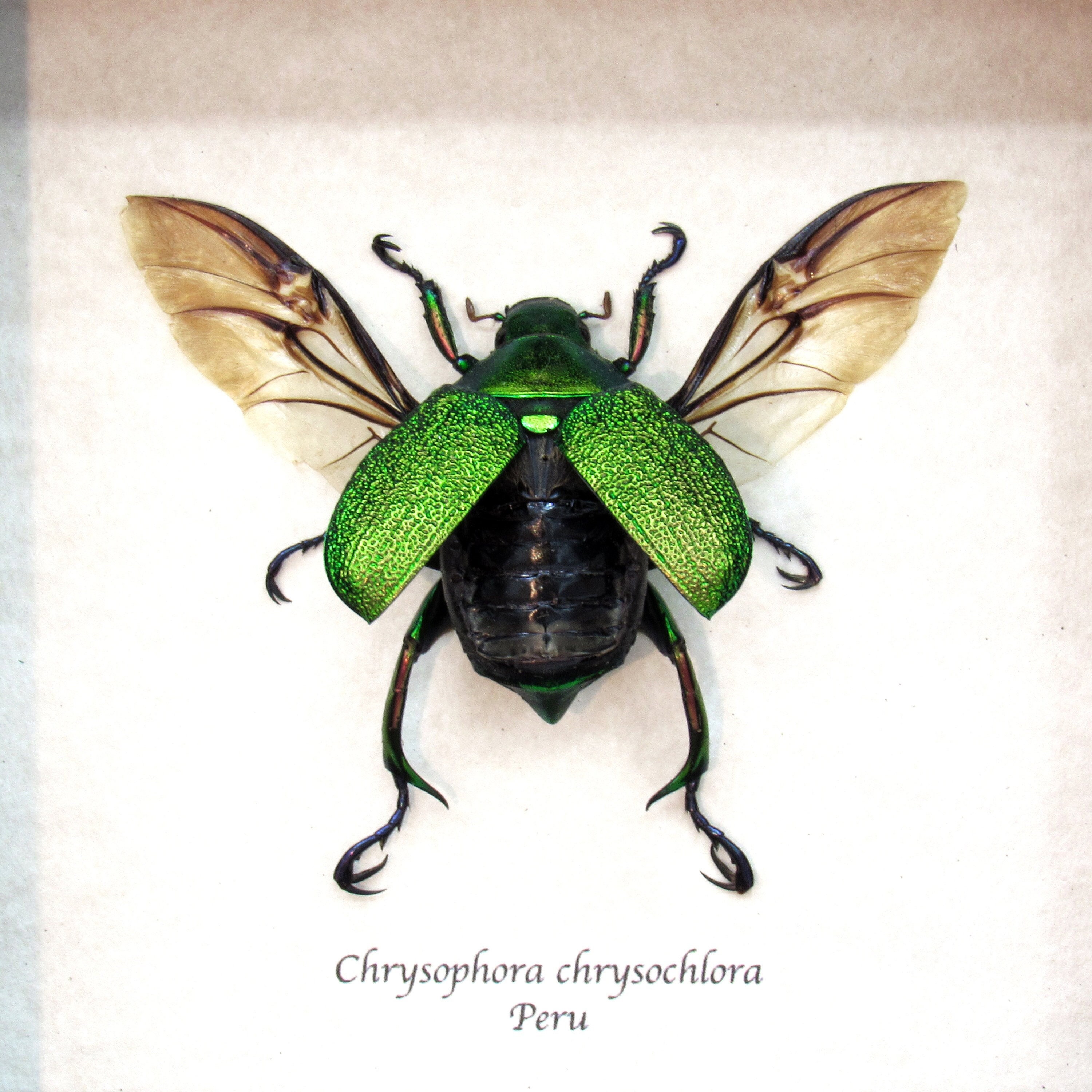 Real Metallic Green Frog Scarab Beetle Framed Taxidermy