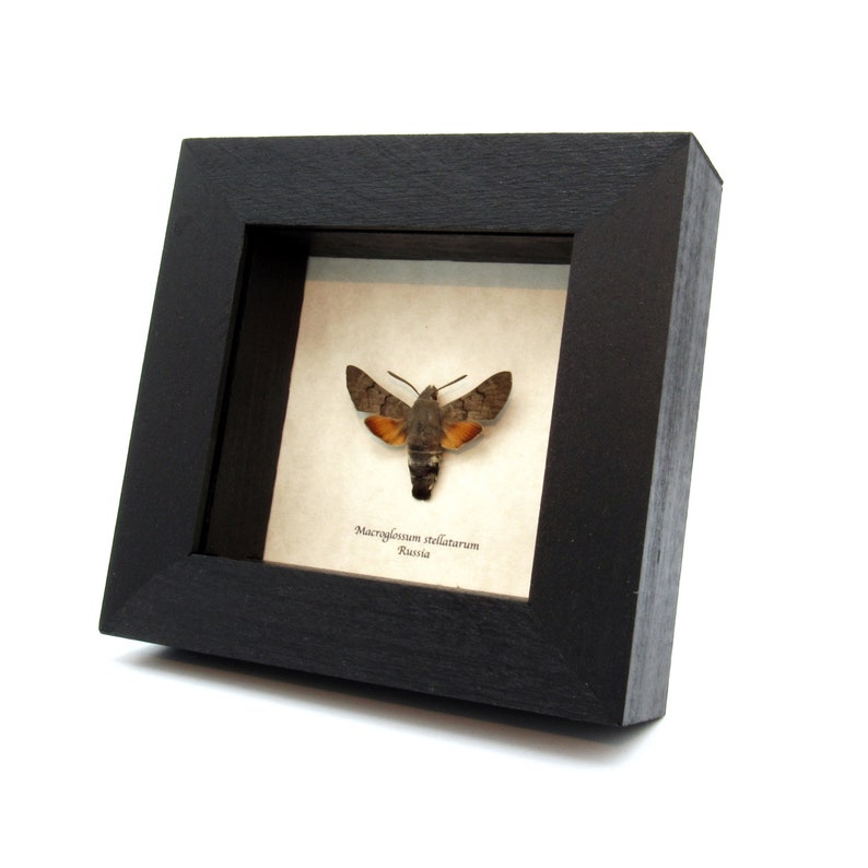 Real Hummingbird Hawk-moth framed taxidermy Macroglossum stellatarum image 2