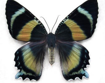 非常に珍しいウラニド科の蛾の額入り標本 - Alcides aurora - メス