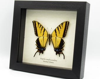 Mariposa Papilio multicaudata de gran tamaño enmarcada.
