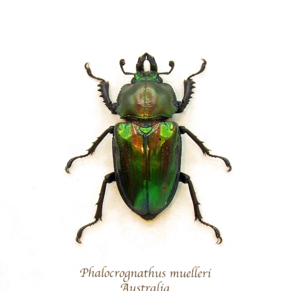 珍しい虹色クワガタの額入り剥製 - Phalacrognathus muelleri - メス