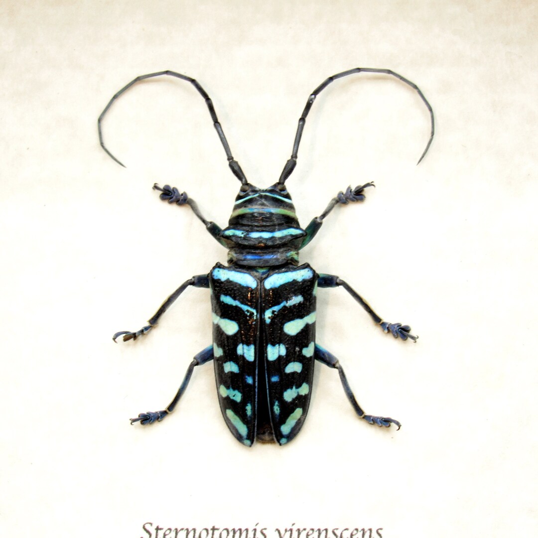 標本 Sternotomis mathildae 26mm 28mm Real Blue Longhorn Beetle Framed Taxidermy - Sternotomis