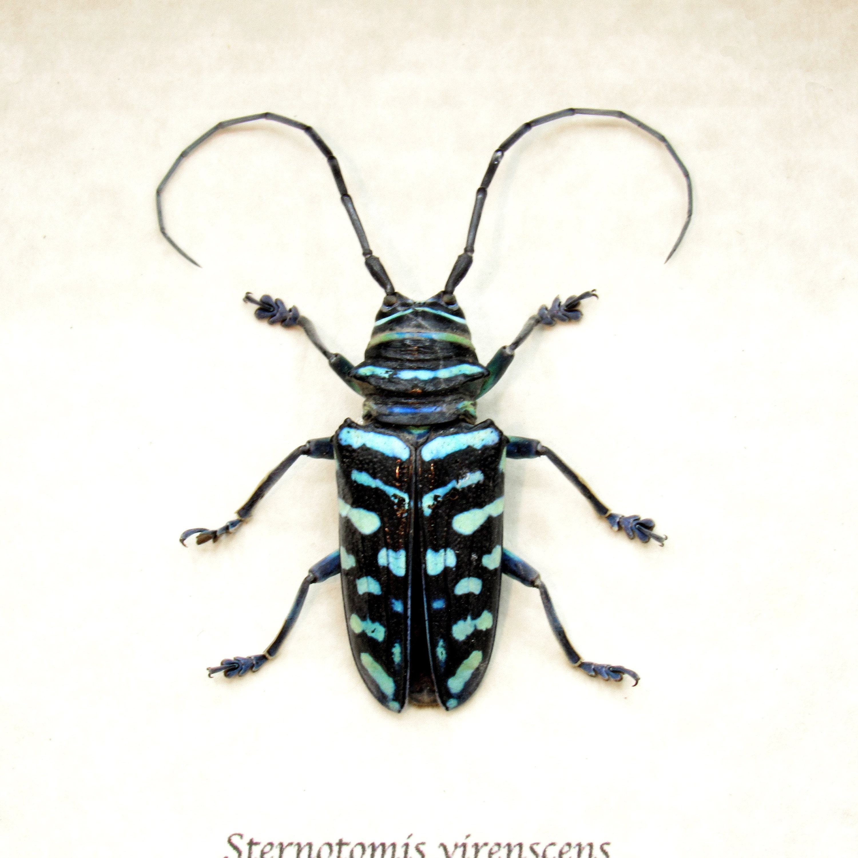 Real Blue Longhorn Beetle Framed Taxidermy - Sternotomis
