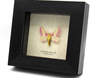 額入り本物の青い蛾の剥製 - Alcides orontes - Etsy 日本