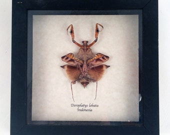 Real dead leaf mantis framed - Deroplatys lobata