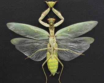 恋人の生首を誇らしげに掲げる本物のグリーンマンティス - Etsy 日本