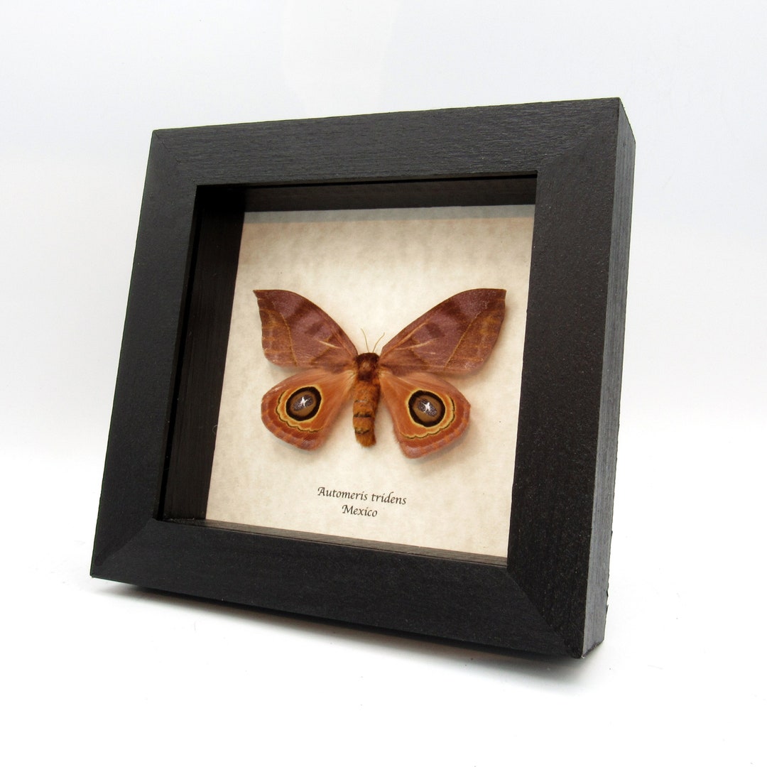 Real Large Saturn Moth Framed Taxidermy - Automeris Tridens - Female - Etsy