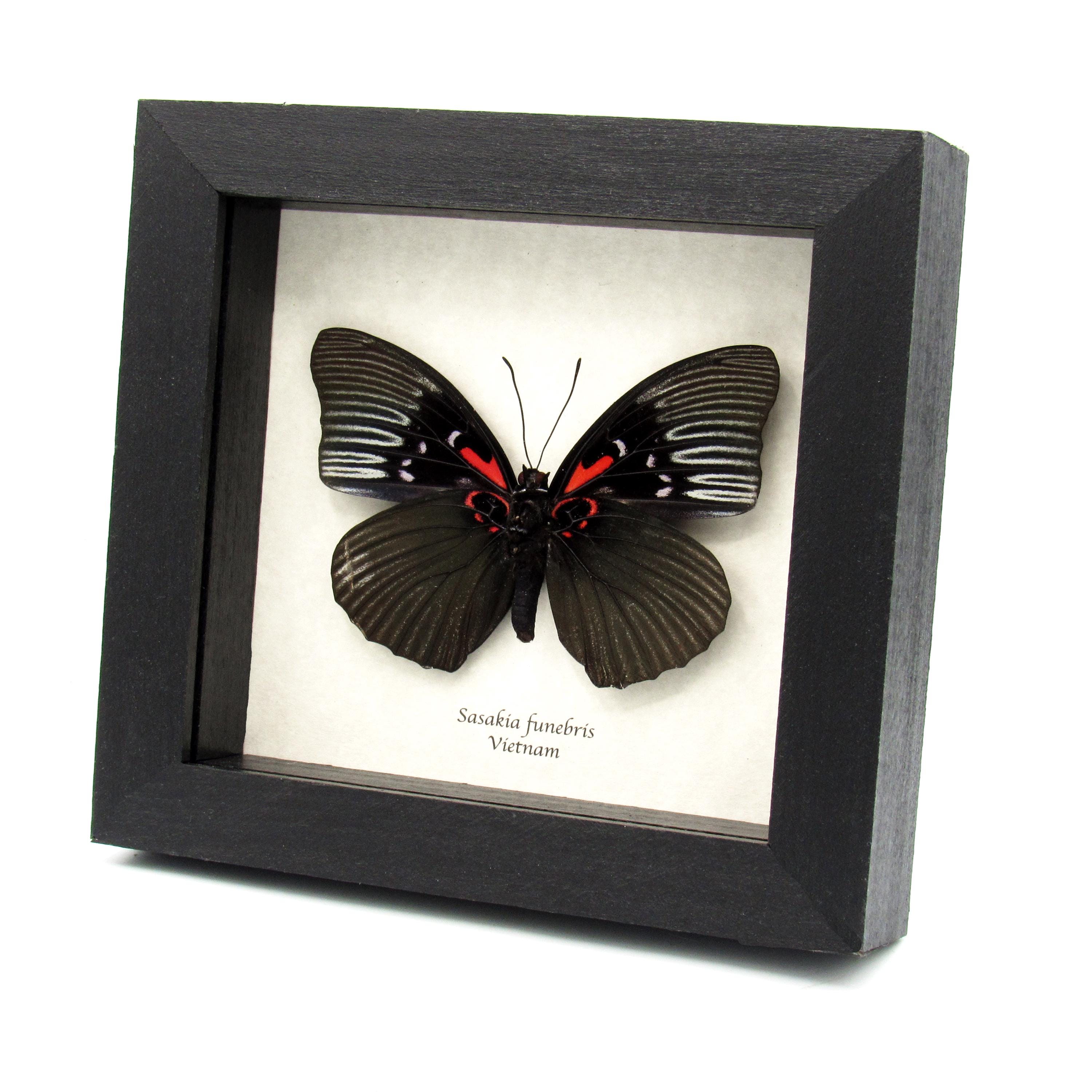 Rare Large Black Empress Butterfly Framed Specimen - Sasakia