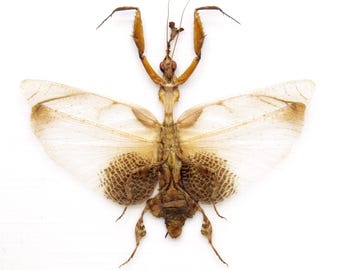 珍しいゴーストマンティスの額入り剥製 - Phyllocrania paradoxa