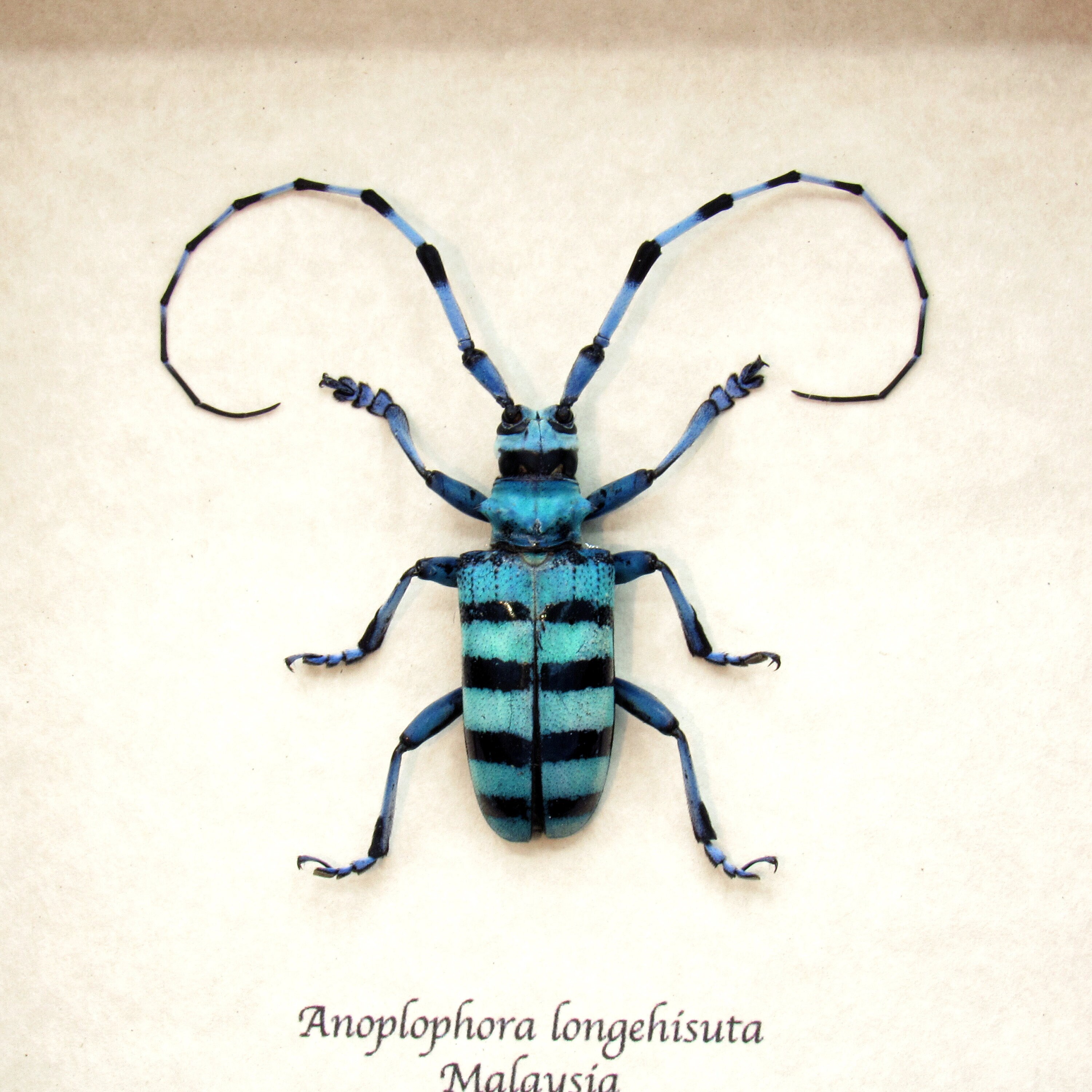 Longhorn beetle deals