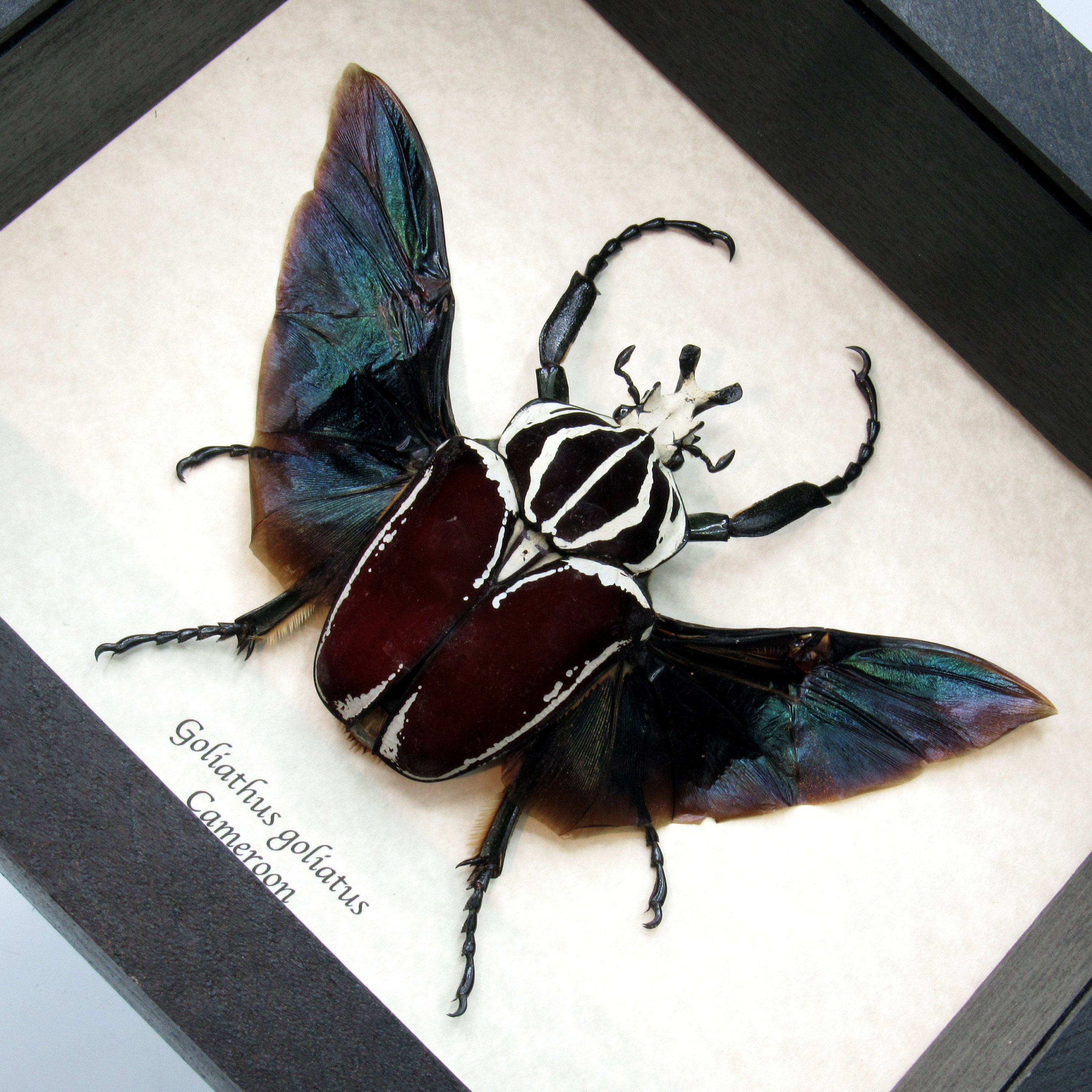 Very Large Real Flower Beetle Framed Taxidermy - Goliathus
