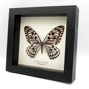 Very rare giant Graphium butterfly specimen - Graphium idaeoides