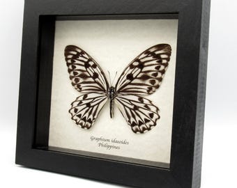 Very rare giant Graphium butterfly specimen - Graphium idaeoides