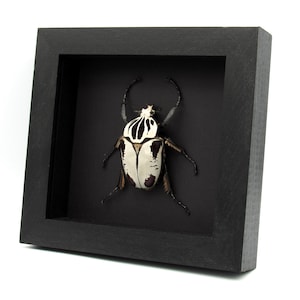Rare Hybrid Goliath beetle framed specimen - Goliathus regius x Goliathus goliatus - pristine