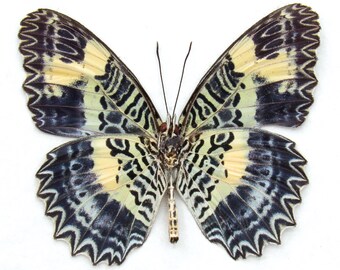 Rare lavender Lacewing butterfly framed specimen - Cethosia tambora illicibilis