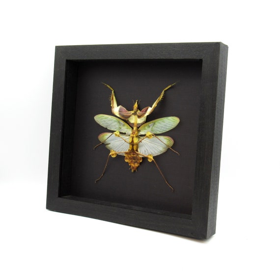 Real Giant Devils Praying Mantis Framed Taxidermy - Idolomantis