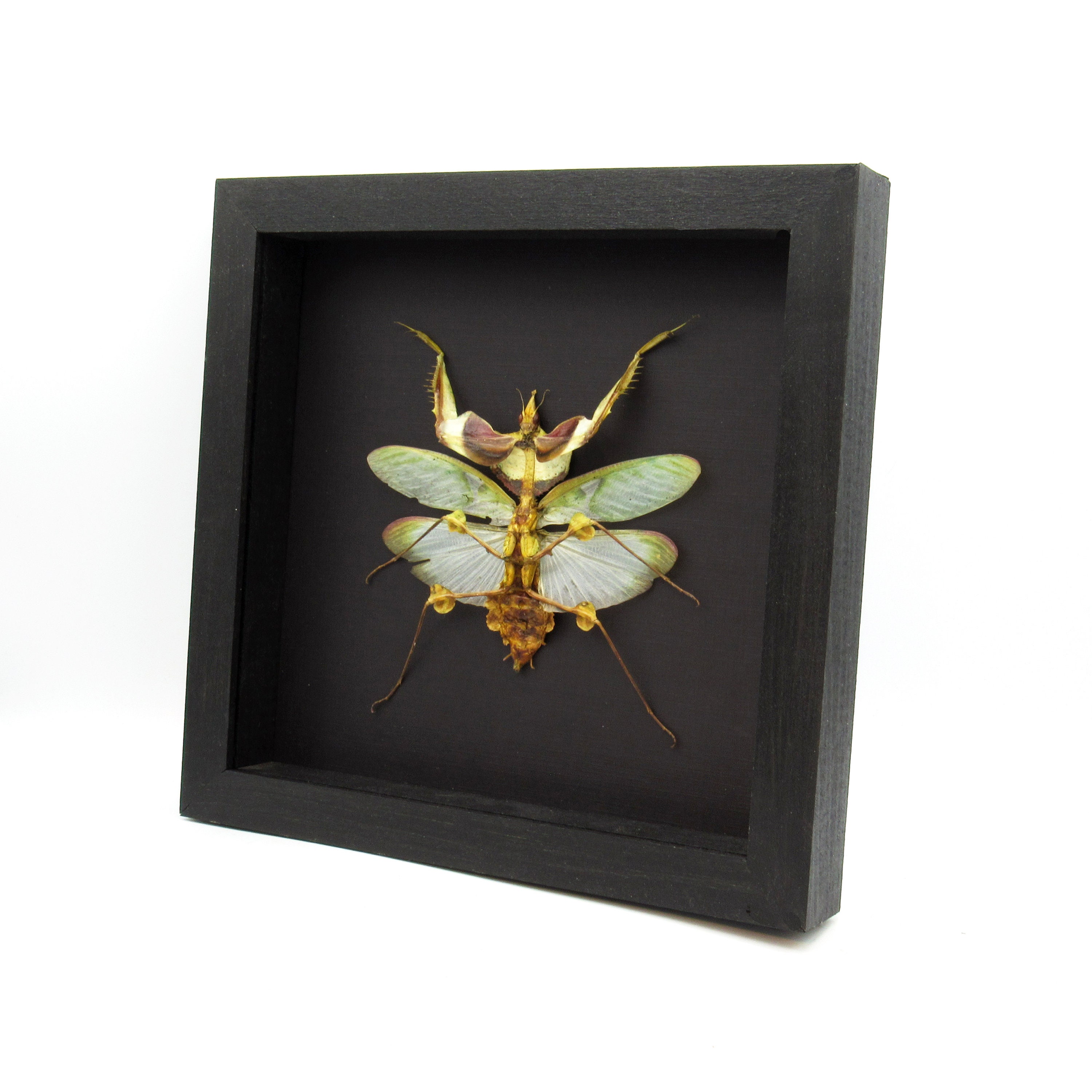 【aviso gold】PRAYING MANTIS 5'6 TINT Real Giant Devils Praying Mantis Framed Taxidermy
