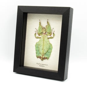 Worlds largest Walking Leaf insect framed taxidermy - Phyllium giganteum - female